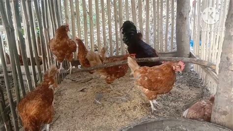 paano mag breed ng manok|breeding Tips.
